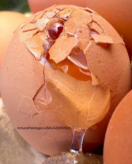 Respuesta de la calidad de huevo en ponedoras comerciales bajo la influencia de los antioxidantes en la dieta - Image 2