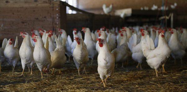 ¿Cuál es el beneficio de la administración del aditivo fitogénico en pollos sometidos a procesos hepatotóxicos? - Image 1