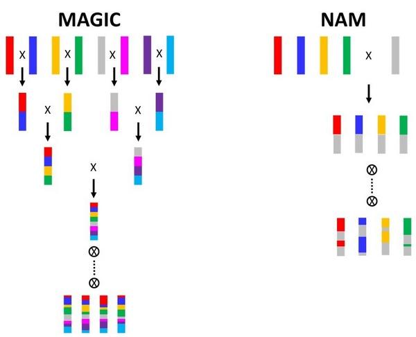 Los marcadores moleculares en la mejora genética - Image 4