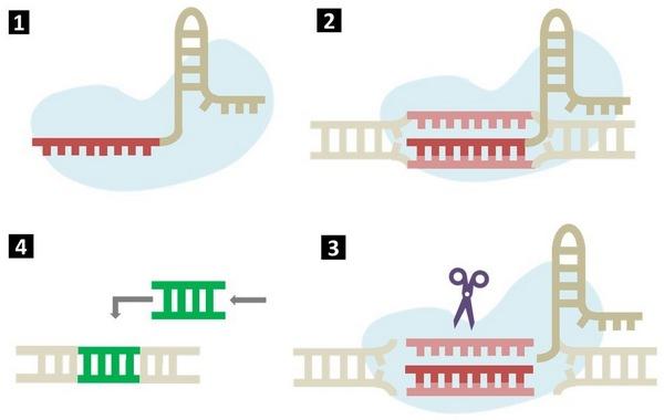 Los marcadores moleculares en la mejora genética - Image 5