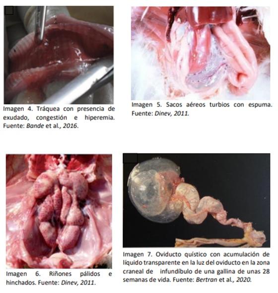 Bronquitis infecciosa durante la recría en avicultura alternativa - Image 1