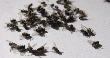 Manejo integrado de moscas en sistemas ganaderos intensivos - Image 35