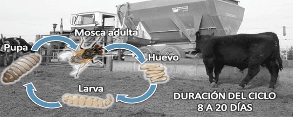 Manejo integrado de moscas en sistemas ganaderos intensivos - Image 2