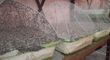 Manejo integrado de moscas en sistemas ganaderos intensivos - Image 34