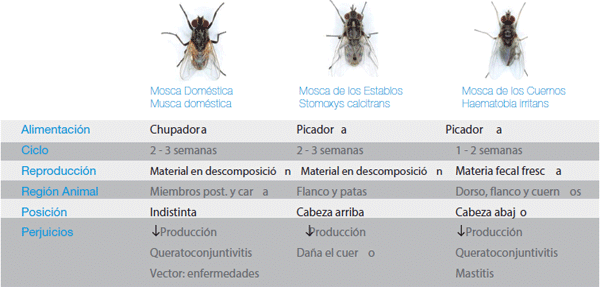 Manejo integrado de moscas en sistemas ganaderos intensivos - Image 4