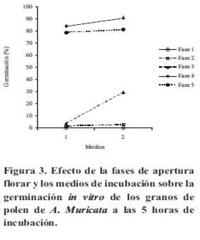 Biologia floral de la Annona muricata L. en el Estado Lara, Venezuela - Image 3