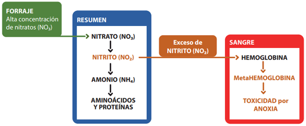 ¿Qué es la intoxicación por nitratos y nitritos y cómo se genera?