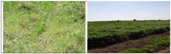 RYE GRASS. Demostración gráfica para establecer una pradera de ballico italiano Lolium multiflorum con riego agrícola, implementando un paquete tecnológico y prácticas agronómicas sostenibles. Uno de siete - Image 1