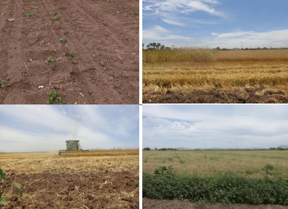 TRIGO. Demostración gráfica para establecer el cultivo de Triticum aestivum con riego agrícola, implementando un paquete tecnológico y prácticas agronómicas sostenibles. Cuatro de siete - Image 13
