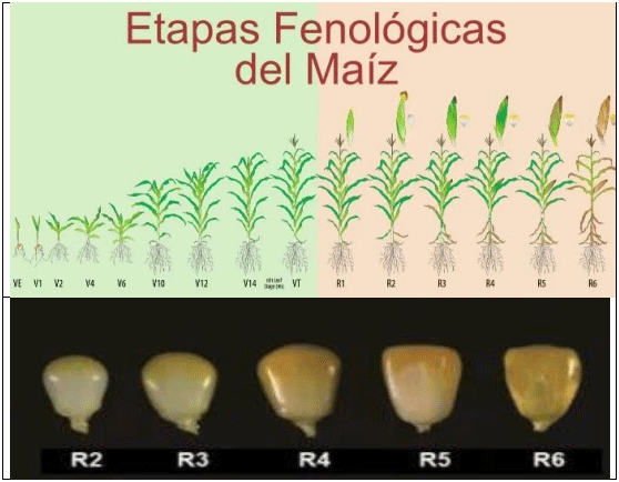 MAÍZ. Demostración gráfica para establecer el cultivo de Zea mays con riego agrícola, implementando un paquete tecnológico y prácticas agronómicas sostenibles. Seis de siete - Image 5
