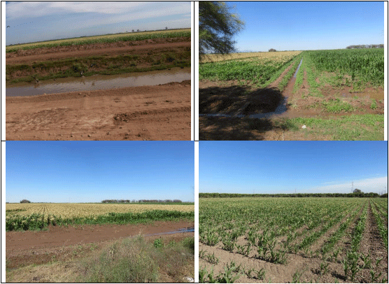 MAÍZ. Demostración gráfica para establecer el cultivo de Zea mays con riego agrícola, implementando un paquete tecnológico y prácticas agronómicas sostenibles. Seis de siete - Image 6