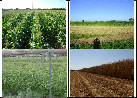Cultivo de maíz dulce para exportación (arriba izquierda) Maíz para verde picado (arriba derecha). Cultivo de maíz en malla sombra (abajo izquierda) Maíz grano de alto rendimiento (abajo derecha)