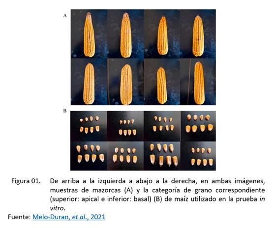 Composición de los Nutrientes del Maíz y la Influencia de la Adición de Xilanasa - Image 1