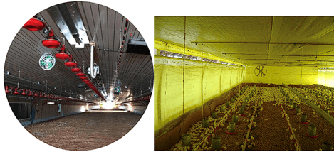 Cobb-Vantress resalta las estrategias de gestión invernal para mejorar el rendimiento de los pollos de engorde - Image 6