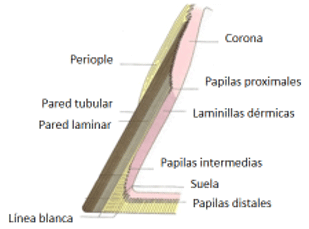 Figura 7. Esquema modificado de Konig de la estructura de la pared de la pezuña, Fuente Propia