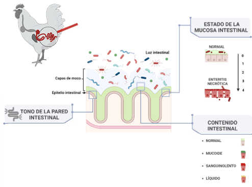Evaluación del uso de Herbanoplex para prevenir la inflamación intestinal por Clostridium perfringens en Aves - Image 2