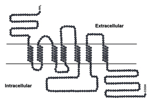 Figura 1: Todos los receptores β-AR contienen siete dominios hidrofóbicos transmembranales que permite que este componente como el Clb, su efecto sea mucho más prolongado principalmente en los adipocitos. Según Johnson et al., 2014, (Asian Australasian J. Anim. Sci., Vol.27, No. 5: 757-766) 