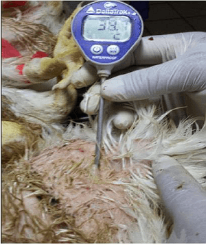 Seguimiento del descenso de la temperatura corporal en el pollo de engorde, destinado a la planta de beneficio para evaluación de DOA y bienestar animal - Image 12