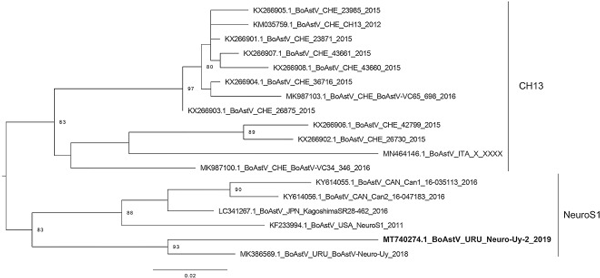 Figura 2. Árbol filogenético construido con el método de máxima verosimilitud con la secuencia del BoAstV detectado en el caso descripto y otras secuencias de astrovirus bovinos neurotrópicos disponibles en GenBank, incluida la secuencia viral del caso previamente detectado en Uruguay (BoAstV-Neuro-Uy, MK386569.1). La cepa del caso actual también pertenece al linaje NeuroS1 dentro del clado CH13/NeuroS1.