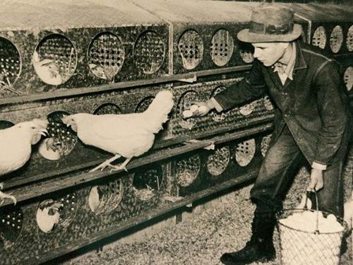 100 observaciones científicas y tecnológicas sobresalientes y su impacto en la industria avícola (Parte 1 de 5 - 1923 a 1950) - Image 4
