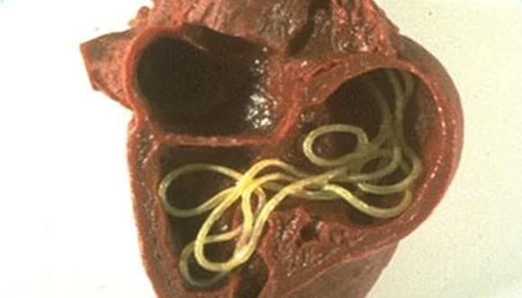 Dirofilariosis canina: el gusano del corazón - Image 1