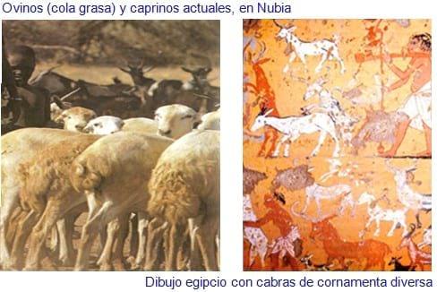 La Oveja Fue Antes Que El Trigo - Relación de Animales según su Domesticación - Image 4