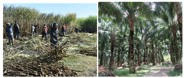 EL ECOCIDIO DE LA CAÑA DE AZUCAR, LA PALMA AFRICANA Y EL BANANO