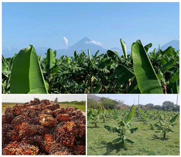 EL ECOCIDIO DE LA CAÑA DE AZUCAR, LA PALMA AFRICANA Y EL BANANO