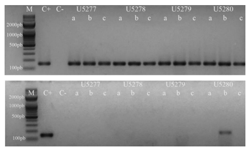 Figura 2. Técnica de RT PCR realizadas con muestras de cuatro granjas de la provincia de Tungurahua, Ecuador. Electroforesis en gel de agarosa al 2% teñidas con SYBR Safe DNA gel stain (INVITROGEN). a. Amplificación de un segmento de 152 pb de la β-actina aviar. b. Amplificación de un segmento de 143 pb de la región 5’UTR del virus de la bronquitis infecciosa aviar (IBV). Referencias: M: marcador de pares de bases, C+ control positivo, C- control negativo.