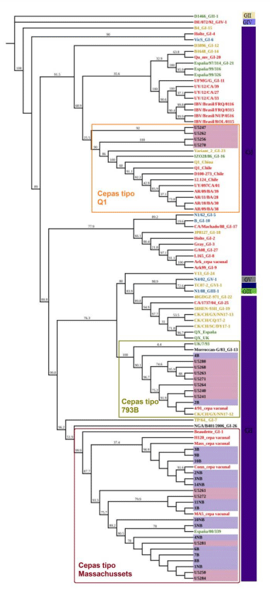 Figura 4. Árbol filogenético consenso con modelo TPM3u+F+I+G4. Los colores de letras hacen referencia a la procedencia de las cepas: rojo (América), amarillo (Asia), verde (Europa), celeste (Oceanía) y negro (África). Las cepas muestrales se observan en color negro y destacadas en recuadros rosa y las cepas de vacunas comerciales utilizadas en la zona de muestreo se muestran en color negro y ubicadas en recuadros lila. Los números a lo largo de las ramas hacen referencia a los valores de ultrabootstrap.