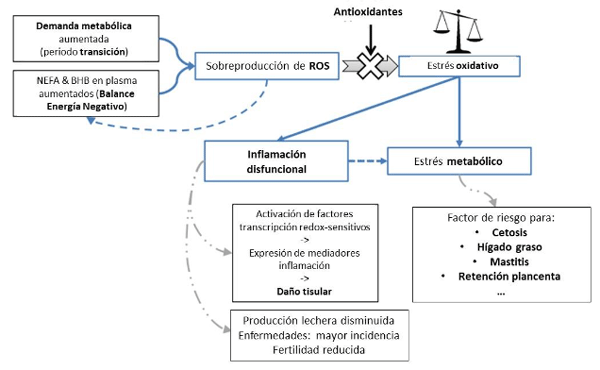Figura 1. Ilustración esquemática de la interacción entre suplementación con antioxidantes, estrés metabólico, inflamación disfuncional y enfermedad. Fuente: traducción de Abuelo et al. (2014)