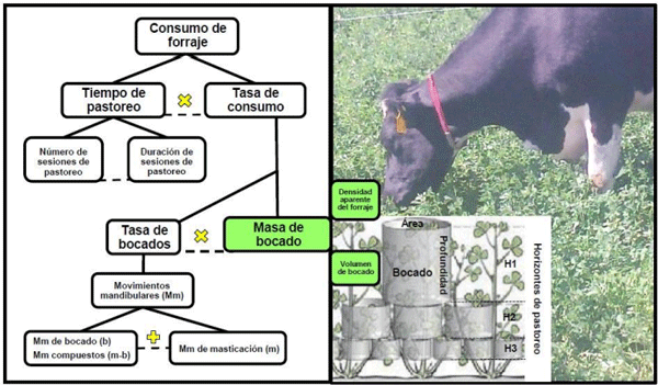 Figura 1: Componentes del comportamiento de ingestión de vacas en pastoreo(1,10,11)