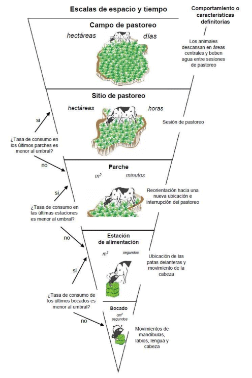 Figura 2: Escalas espaciales y temporales del comportamiento de pastoreo de herbívoros grandes(9,11,12)