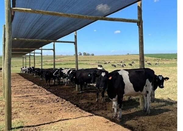Uruguay - Precaución en el tambo: riesgo de pérdidas gestacionales en bovinos por estrés calórico - Image 3