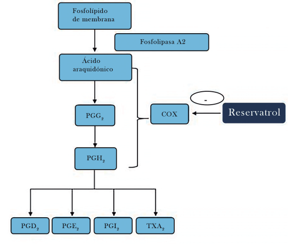 Figura 2. Inhibición de la vía metabólica del ácido araquidónico por el resveratrol para evitar el proceso inflamatorio Abreviaturas clave: COX, ciclooxigenasa; PGD2, prostaglandina D2; PGE2, prostaglandina E2; PGI2, prostaglandina I2; TXA2, tromboxano A2
