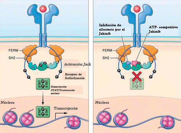 Figura 5. Mecanismos alternativos de inhibición de JAK. El deucravacitinib inhibe la activación de TYK2 al interactuar con el dominio de la pseudoquinasa (JH2) (inhibición alostérica), mientras que los jakinibs de primera generación inhiben la actividad enzimática al unirse al dominio de unión a ATP (JH1) (inhibición competitiva), para el control de la inflamación.