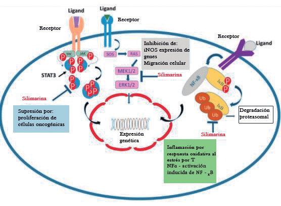 Figura 6. Efectos antiinflamatorios y anticancerígenos de la silimarina. La silimarina inhibe la activación de NF-κB a través de la supresión de la degradación inhibitoria kappa B (IκB) y suprime la respuesta inflamatoria, el estrés oxidativo.