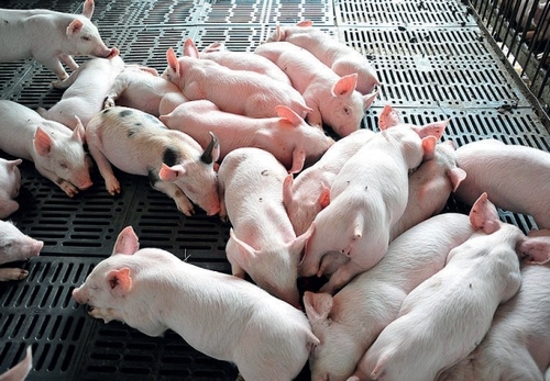 Impacto negativo del estrés al destete en la salud intestinal y la respuesta inmunológica de los lechones - Image 1