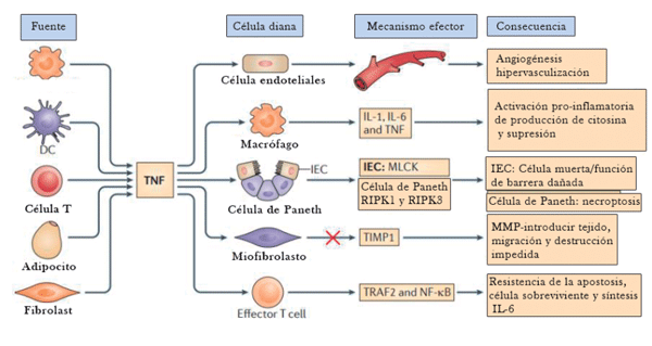Figura 4. Papel central del factor de necrosis tumoral en la patogénesis en la enfermedad inflamatoria intestinal, hay un aumento de las cantidades de factor de necrosis tumoral (TNF) soluble y unido a la membrana es producido por varias poblaciones de células inmunes y estromales. El TNF ejerce varias funciones proinflamatorias en la mucosa inflamada en intestino inflamado.