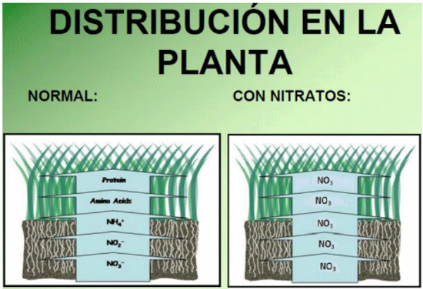 Figura 1. Distribución del nitrógeno en la planta. Fuente: citado por Herrera, J., 2019. Ilustración didáctica