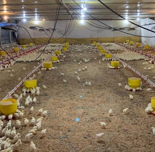 Comparación de los parámetros de producción de pollos parrilleros alimentados con raciones adicionadas con probióticos y con antibióticos promotores de crecimiento en una granja avícola de la provincia de Entre Ríos - Image 1