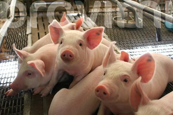 Tecnología aplicada a la nutrición de cerdos: más que alimento y raciones - Image 2