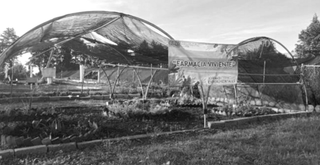 Las plantas medicinales en San Andrés Calpan, Puebla: la experiencia de elaborar un diagnóstico - Image 5