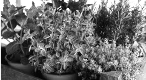 Las plantas medicinales en San Andrés Calpan, Puebla: la experiencia de elaborar un diagnóstico - Image 1