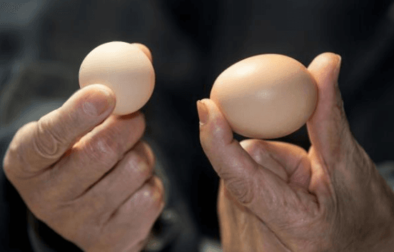 Razones para la disminución en la calidad de la cáscara de huevo en las etapas finales de las gallinas ponedoras - Image 2