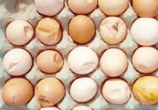 Razones para la disminución en la calidad de la cáscara de huevo en las etapas finales de las gallinas ponedoras - Image 1