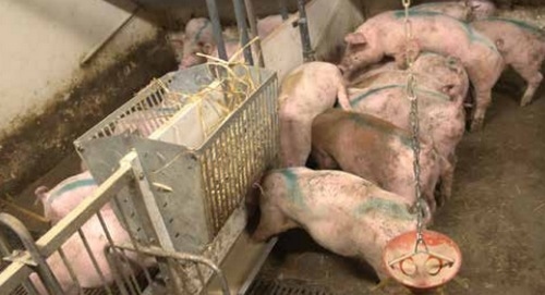 Cómo evitar el raboteo, ¿Por qué mis cerdos se muerden las colas? - Image 3