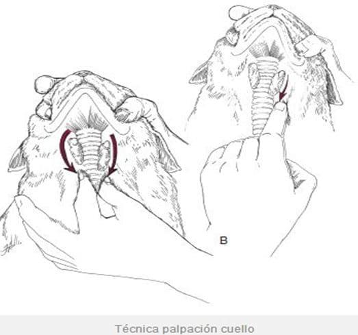 Hipertiroidismo Felino (Parte I) - Image 2