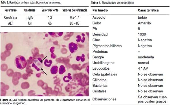 Uveítis y glaucoma asociados a infección por Hepatozoon canis: reporte de un caso - Image 4