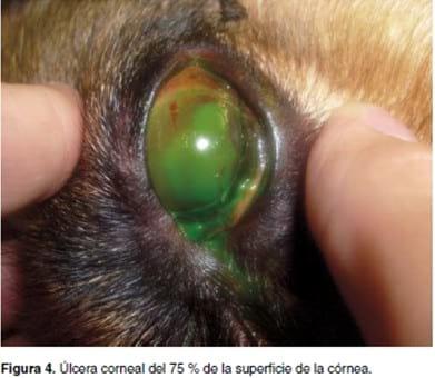 Uveítis y glaucoma asociados a infección por Hepatozoon canis: reporte de un caso - Image 6
